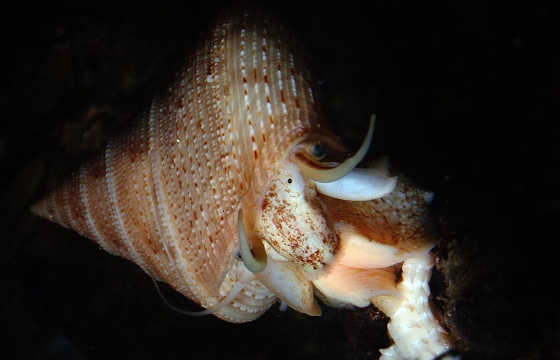 Calliostoma granulatum